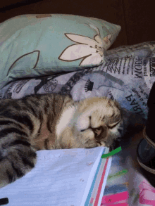 a cat laying on a bed next to a pillow that says " madame " on it