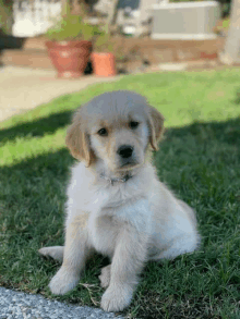 a small white puppy is sitting in the grass looking at the camera