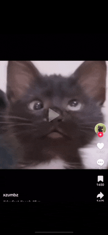 a video of a black cat is being played on a phone screen