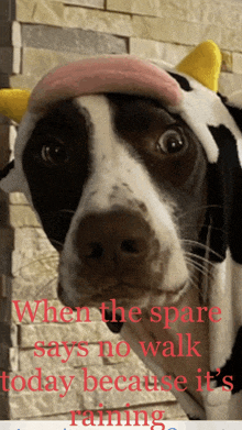 a black and white dog wearing a cow hat with the words when the spare says no walk today because it 's raining