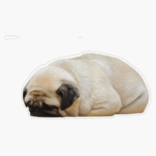 a pug dog is sleeping on a white background