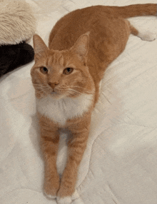 an orange and white cat is laying on a bed