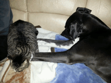 a cat and a dog are laying on a blanket on a couch