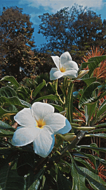 a white flower with a yellow center is surrounded by leaves