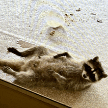 a raccoon is laying on its back on a carpeted floor