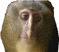 a close up of a monkey 's face looking at the camera