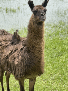 a llama standing in a grassy field with a body of water in the background