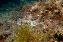 a sea slug is swimming on a rocky surface