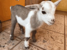 a small goat standing on a tiled floor looking at the camera