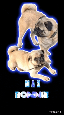 two pugs on a black background with the name max bonnie