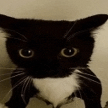 a black and white cat is looking at the camera with big eyes .