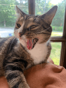 a cat is yawning with its mouth open