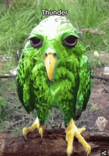 a green bird with a yellow beak is standing on a tree branch with the word thunder above it