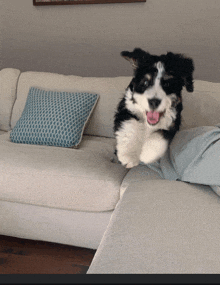 a black and white puppy is jumping on a couch