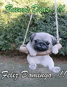 a pug dog is sitting on a swing with the words `` buenos dias feliz domingo '' written on it .