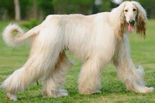 a large white dog with long hair is walking on the grass .