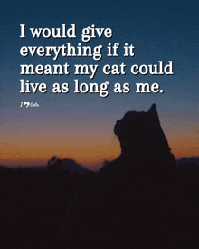 a cat is silhouetted against a sunset sky with a quote about cats