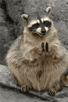 a raccoon sitting on a rock with its hands folded