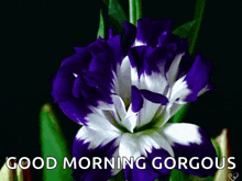 a picture of a purple and white flower with the words good morning gorgeous below it