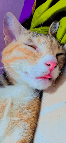 a cat sleeping with its eyes closed and its tongue out