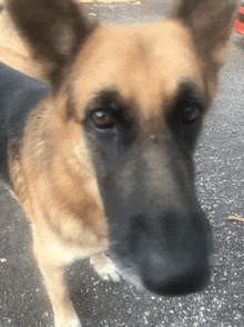 a close up of a german shepherd 's face with a black nose