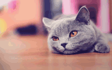 a gray cat with orange eyes is laying on a wooden floor