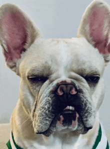 a french bulldog wearing a green and white shirt