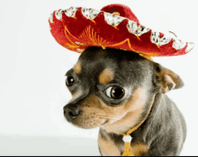 a small dog wearing a sombrero looks at the camera