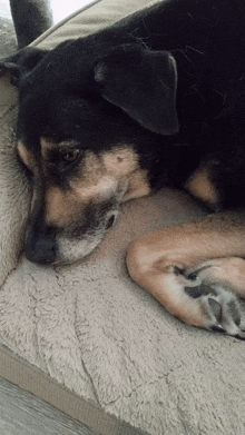 a black and brown dog is laying down on a bed