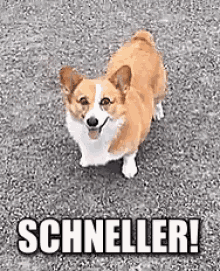 a brown and white corgi dog is standing on a gravel road with the word schneller written on the ground .