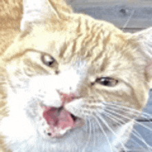 a close up of a cat with its mouth open