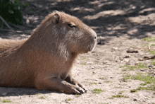 a capybara is laying on the ground and looking at the camera