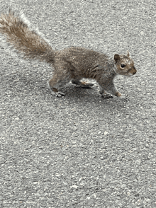 a squirrel is walking on a gray asphalt road .