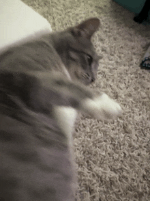 a gray and white cat laying on a carpeted floor