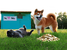 a dog and a cat are playing in the grass with a pile of gold coins