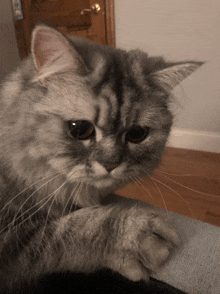 a close up of a cat 's face with a sad look on its face