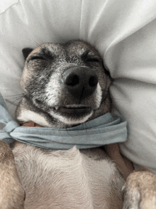 a dog with a blue scarf around its neck