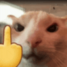 a cat is giving a middle finger in front of a yellow emoji .