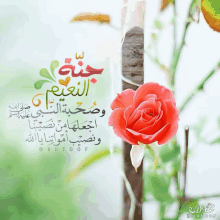 a picture of a red rose with arabic writing in the background