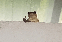 a frog is sitting on top of a snow covered surface giving the middle finger .