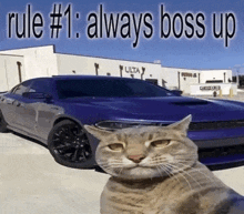 a cat sitting in front of a purple car with the words rule # 1 always boss up