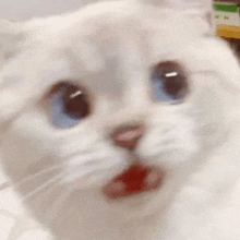 a close up of a white cat 's face with its mouth open .