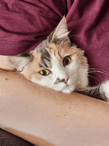 a calico cat laying on a person 's arm looking at the camera