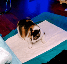 a calico cat laying on a white towel on a blue blanket