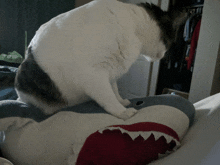 a cat is playing with a stuffed shark