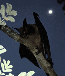 a bat is sitting on a tree branch at night