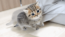 a small kitten is sitting on a pillow on the floor