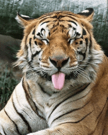 a tiger sticking its tongue out and making a funny face