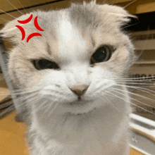 a close up of a cat 's face with a red star on its forehead