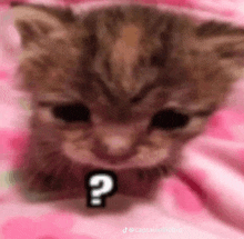 a close up of a kitten with a question mark around its neck .